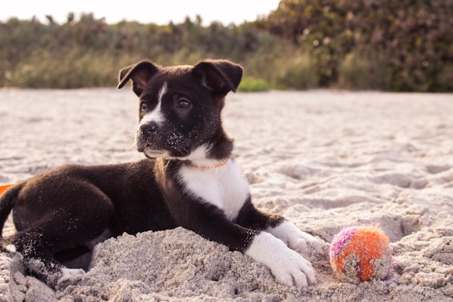 Pet dog playing on the beach