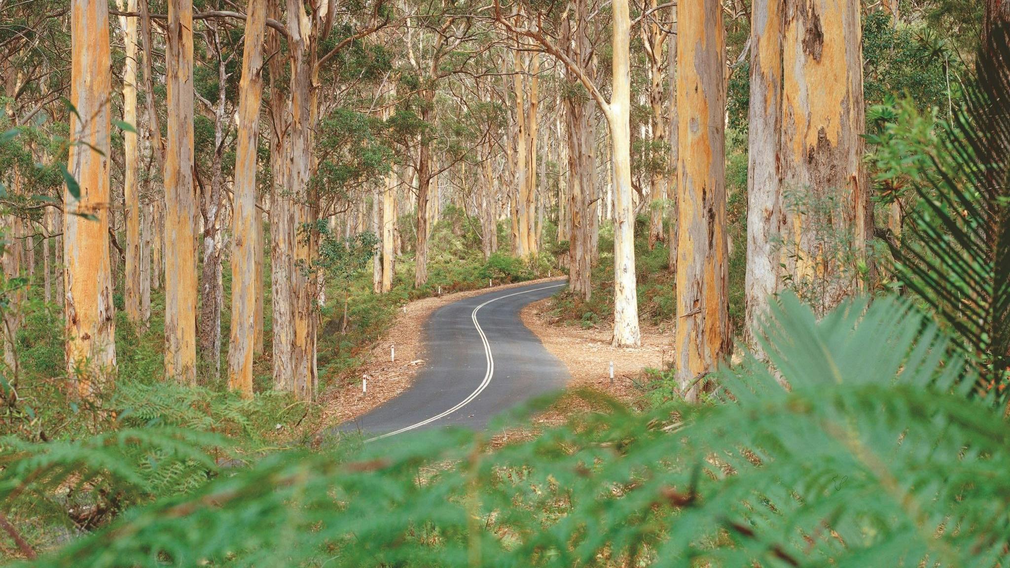 Boranup Karri Forest