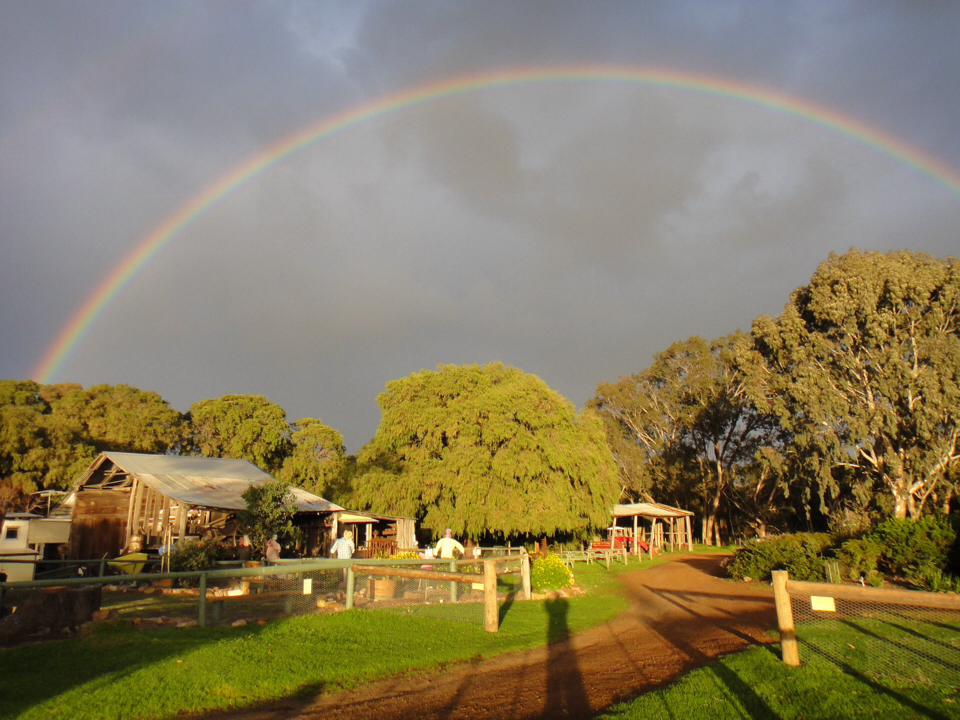 Sunflowers Animal Farm