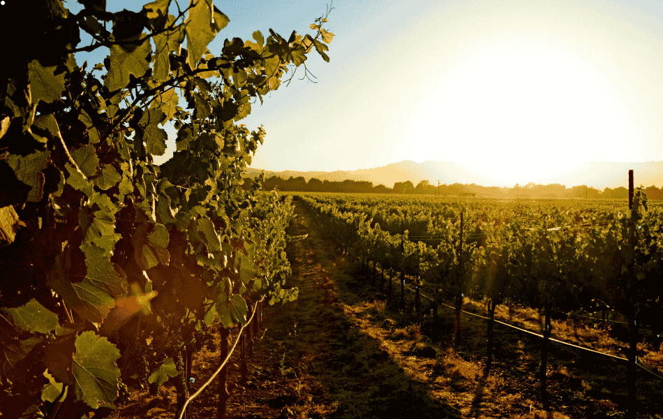 Winery farm evening